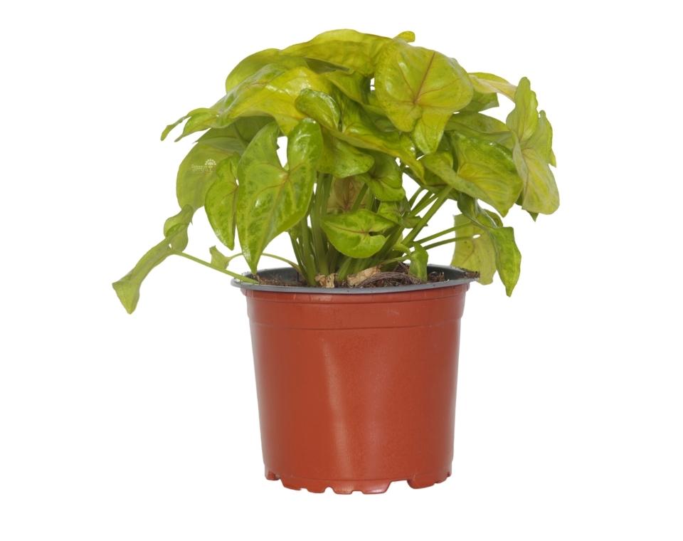 סינגוניום גולדן (זהוב) | עציץ קוטר 12 ס"מ