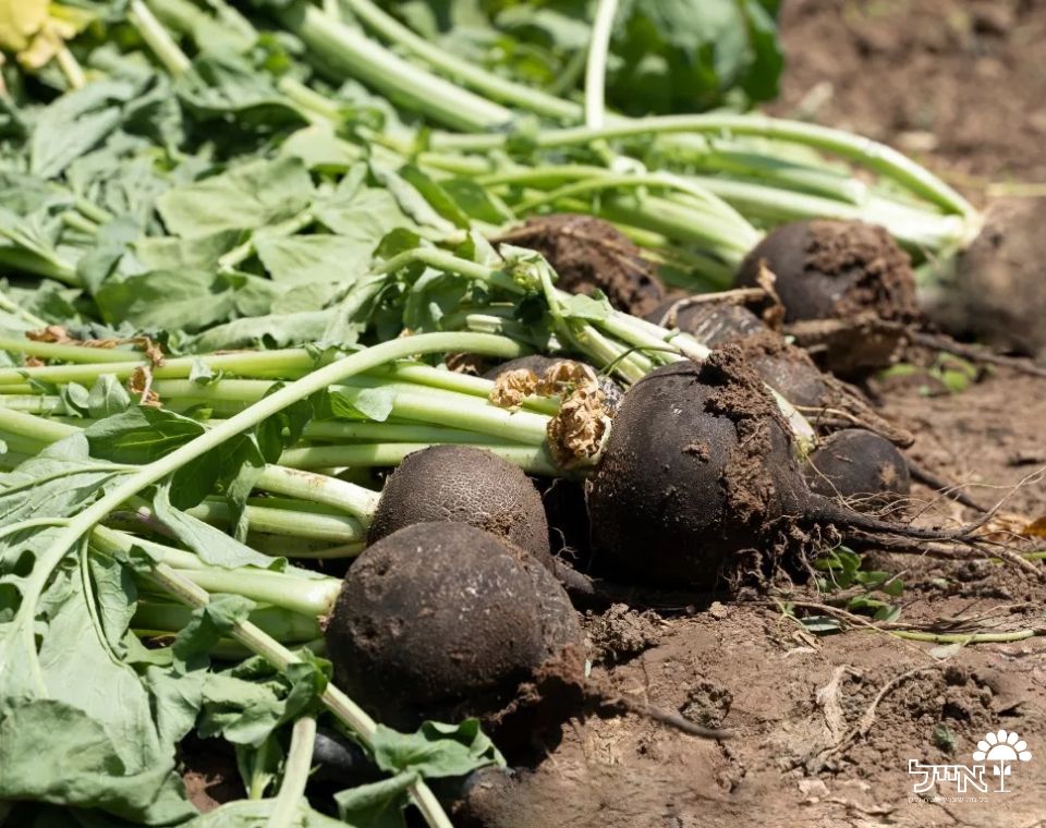 צנון שחור | 20 זרעים