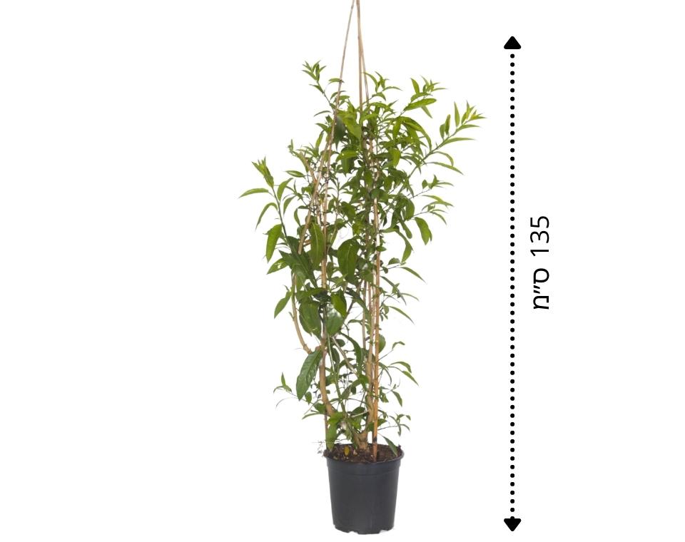 יערת הדבש (צסטרום) | עציץ בנפח 10 ליטר - משתלת אייל