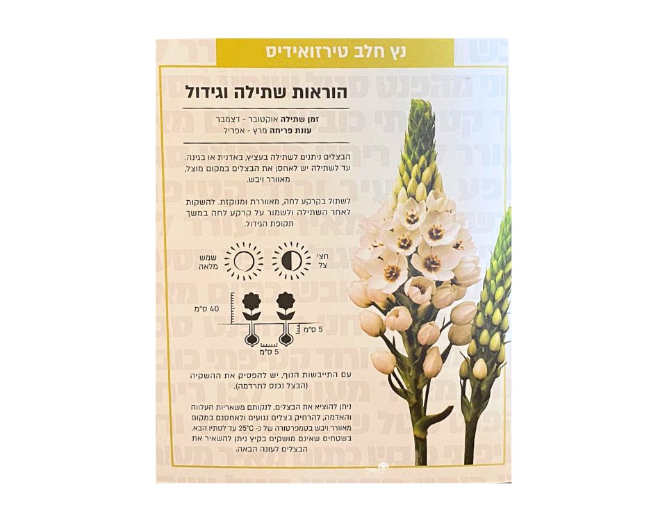 נץ חלב טירזואידיס | 10 יחידות