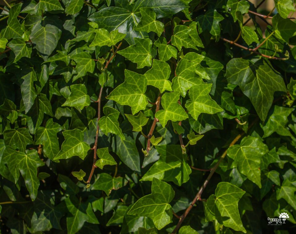 קיסוס החורש | עציץ בקוטר 12 ס"מ