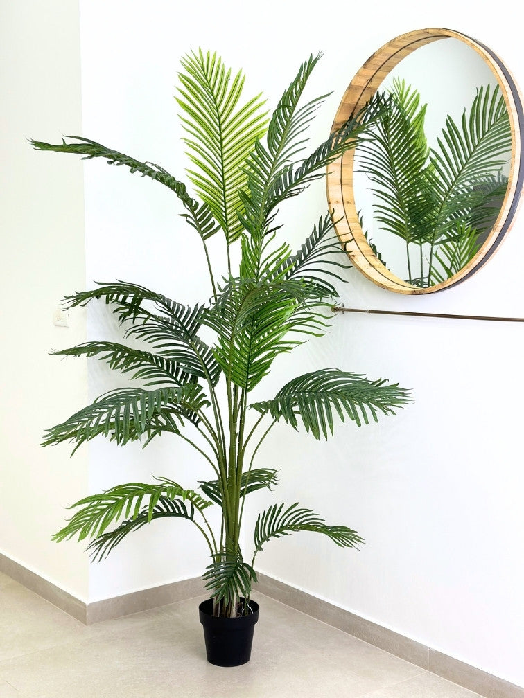 עץ דקל | גובה 2 מטר