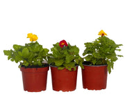 קיט 3 מימולוס | עציץ בקוטר 12 ס"מ