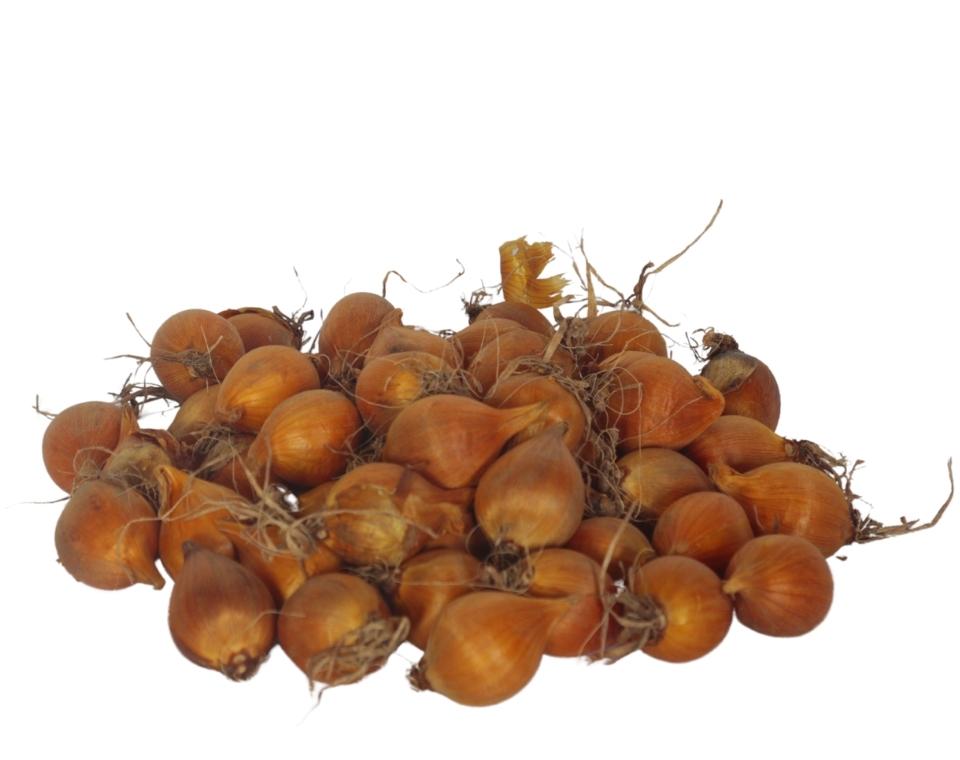 מארז פקעות | אירוס הולנדי סגול | 50 פקעות