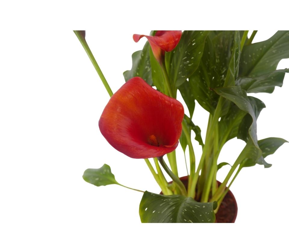 קאלה | עציץ בנפח 4 ליטר