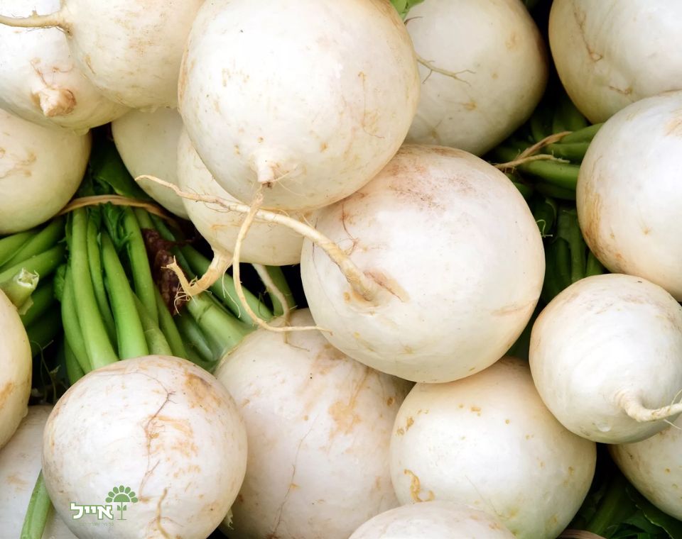 צנון לבן | 20 זרעים