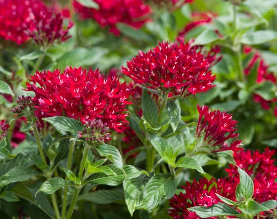 פנטס אזמלני | עציץ בנפח 10 ליטר