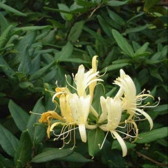 יערה יפנית | עציץ בנפח 10 ליטר