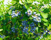 אוכמניות | עציץ בנפח 25 ליטר