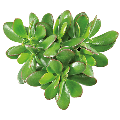 קרסולה אובטה (עץ הכסף/העושר) | עציץ בקוטר 12 ס"מ