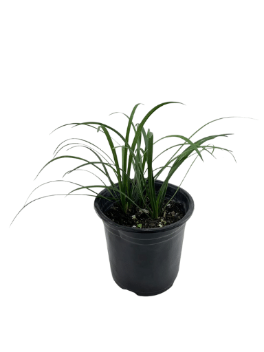 לריופה כדנית | 4 ליטר