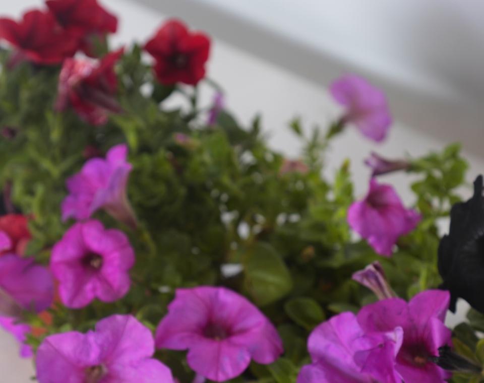 קיט 3 פטוניה | עציץ בקוטר 12 ס"מ - משתלת אייל