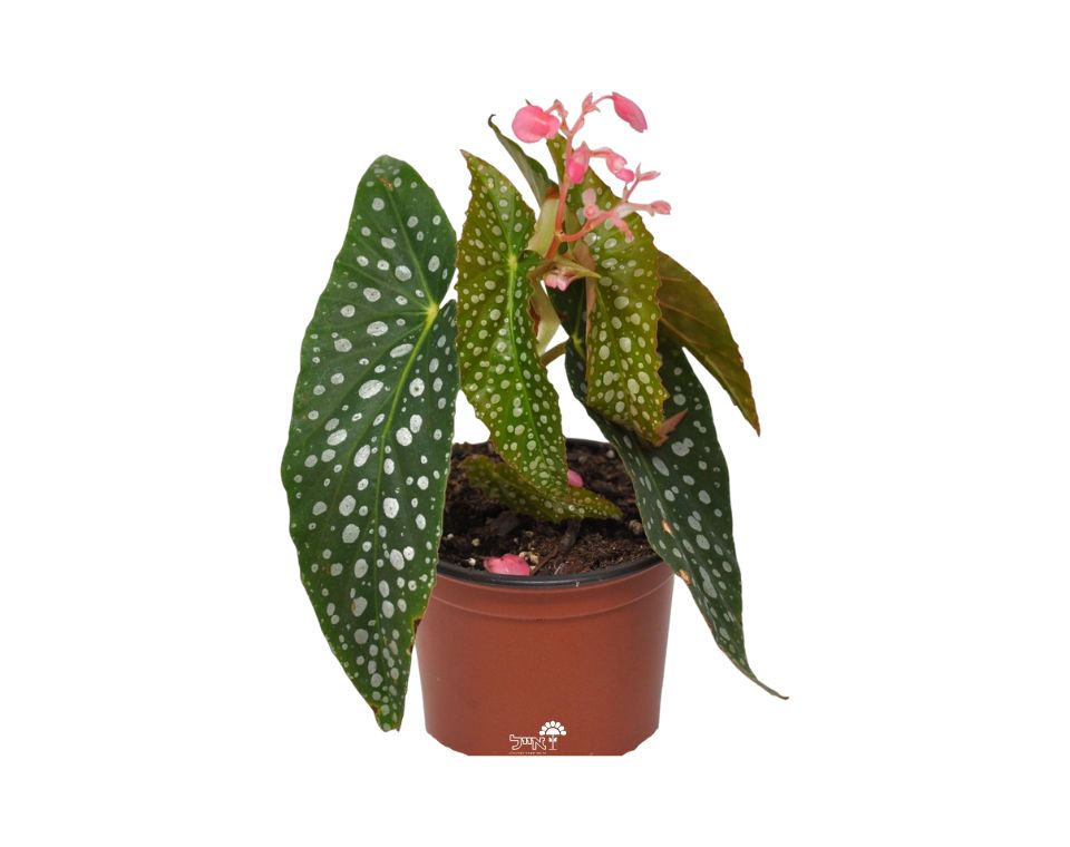 בגוניה פולקה דוט | עציץ 12 ס"מ