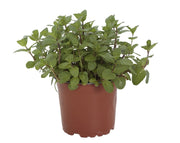 צמח נענע ירוק בעציץ חום פלסטיק, צמח תבלין לבית ולגינה