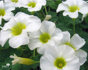 חמציץ | עציץ בקוטר 12 ס"מ