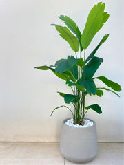 ציפור גן עדן מלאכותי | בכד דנוור | בגובה 255 ס"מ | דגם 552