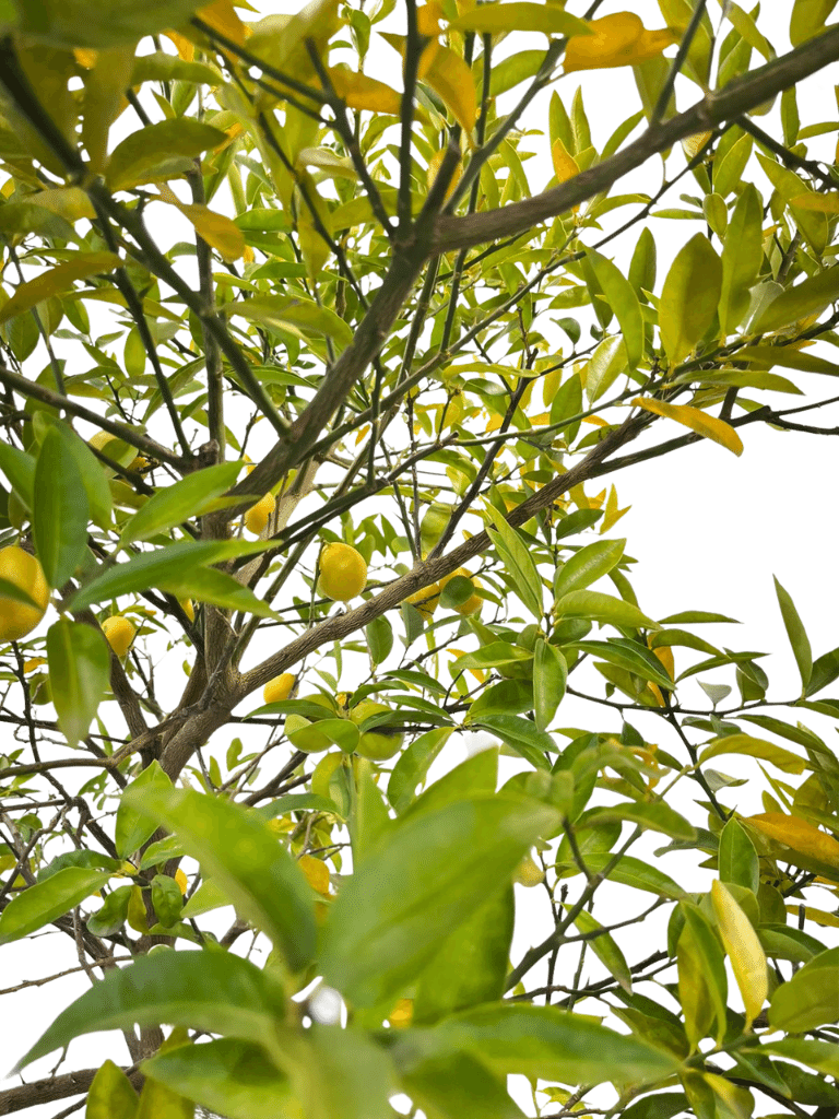 לימון סיני (לימקוואט) | עציץ בנפח 50 ליטר