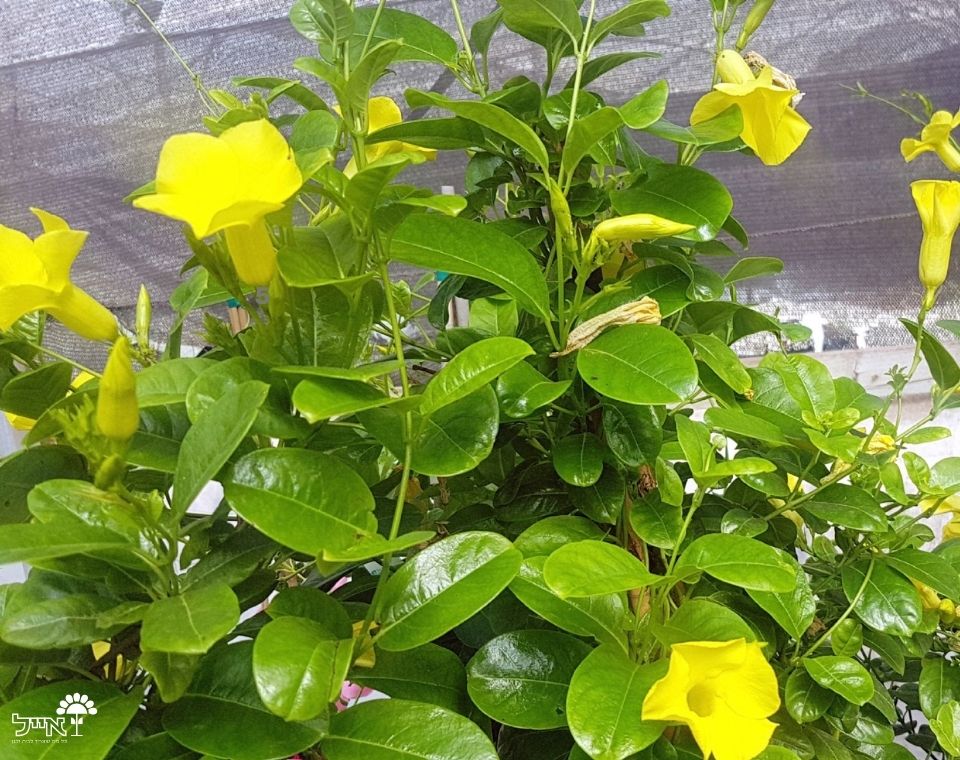 מנדוילה | עציץ בקוטר 12 ס"מ