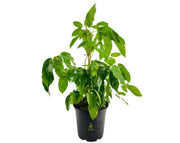 שפלרה רחבת עלים | עציץ בנפח 10 ליטר