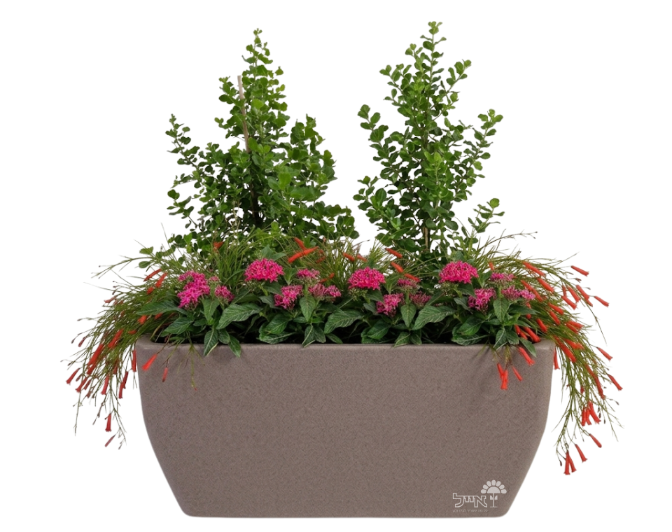 אדנית מוכנה עם צמחיה | 2 אוג מוכחל, 3 רוסליה ננסית ו-8 פנטס אזמלני | 5 צבעים לבחירה | 80X40X50