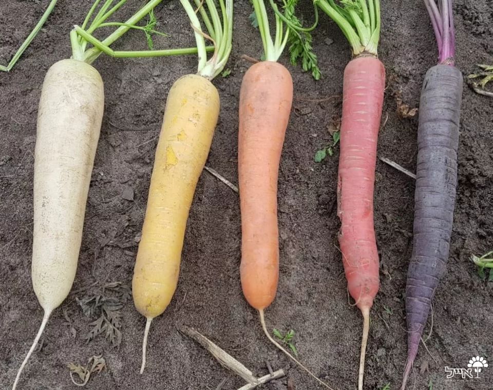 גזר אדום | 100 זרעים