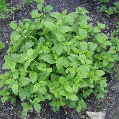 מליסה | בעציץ קוטר 12 ס״מ