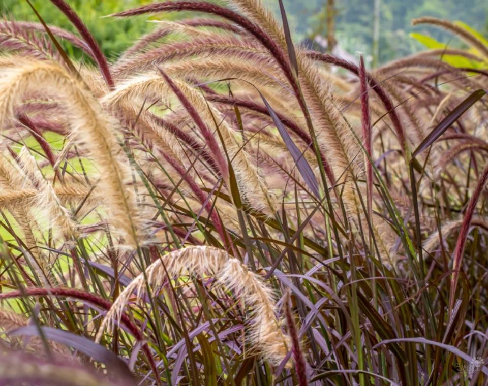 זיף נוצה | עציץ בנפח 10 ליטר