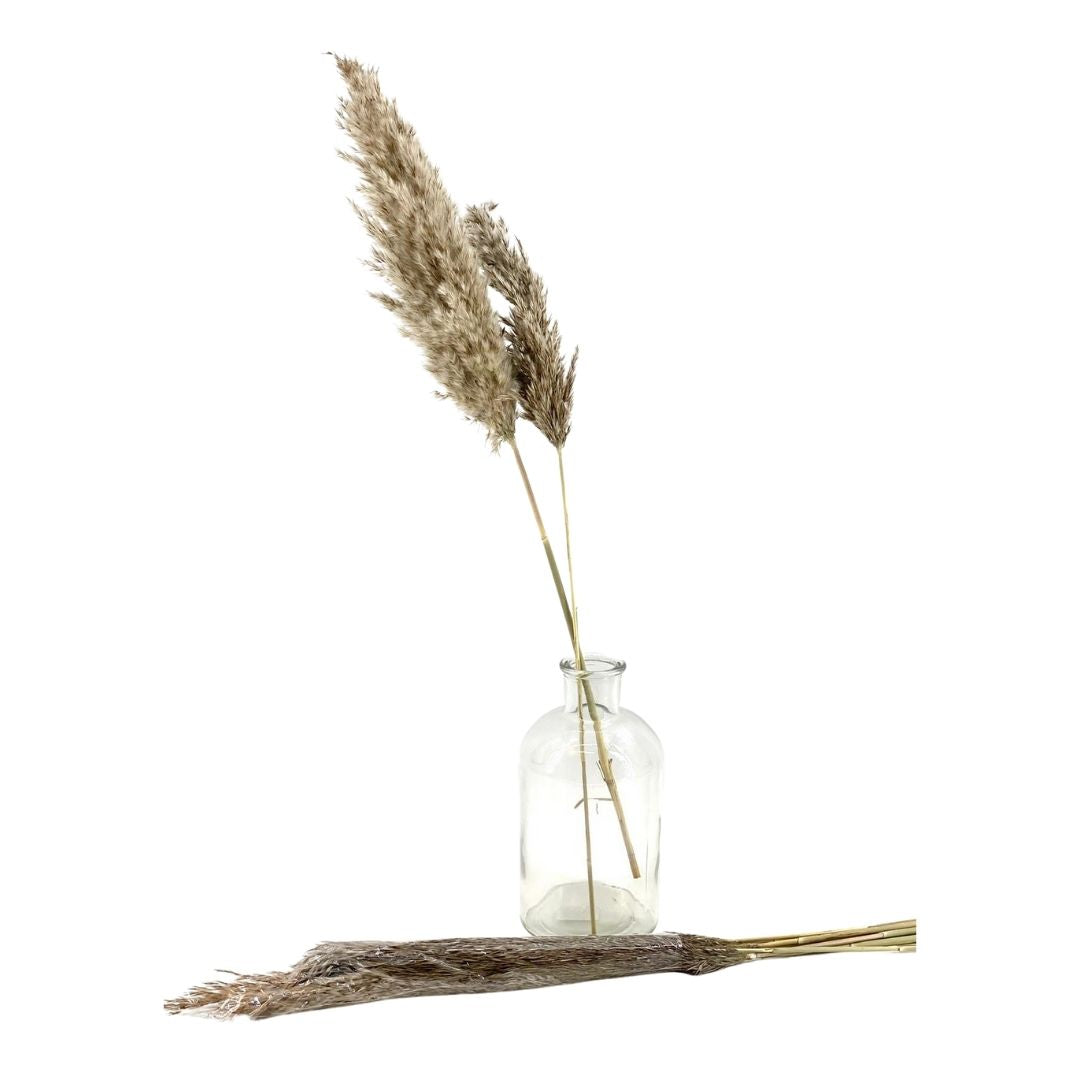 מארז 10 יחידות פאמפס חום