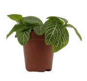 פיתוניה גידית (אלביוניס) ירוקה | עציץ קוטר 8 ס"מ