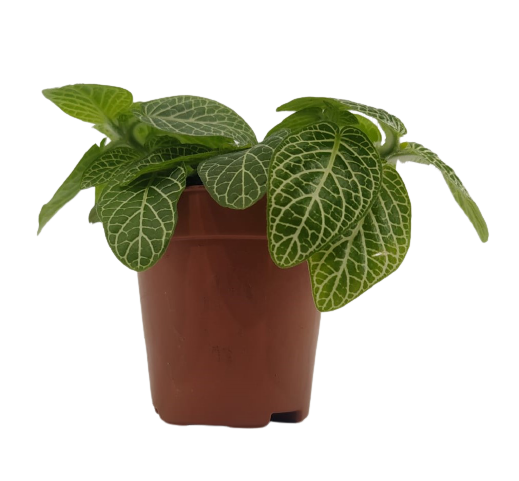 פיתוניה גידית (אלביוניס) ירוקה | עציץ קוטר 8 ס"מ