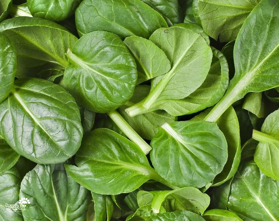 תרד טורקי | 100 זרעים