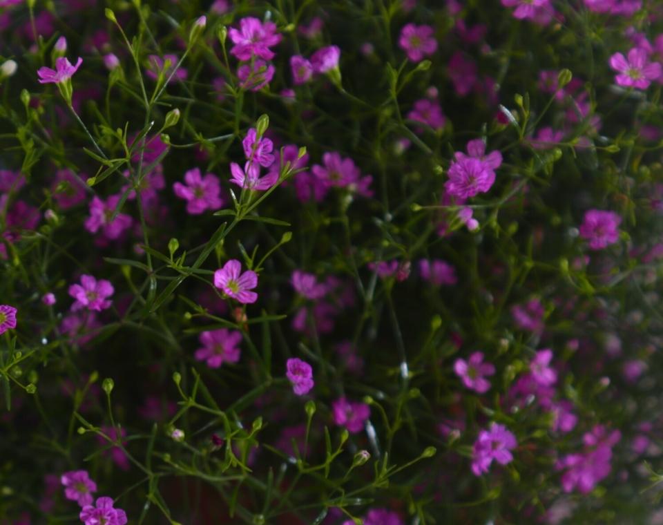 קיט 3 גבסניות | עציץ בקוטר 12 ס"מ