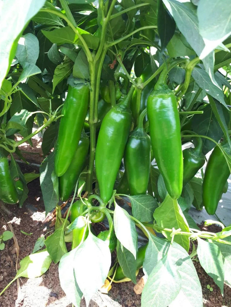 מיקס פלפל חריף | 10 זרעים