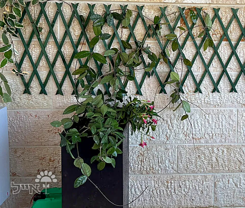 מרפסת בסגנון ארץ-ישראלי מודרני | אדניות וכדי רוטו ריבועיים בצבע פחם | מבשרת ציון
