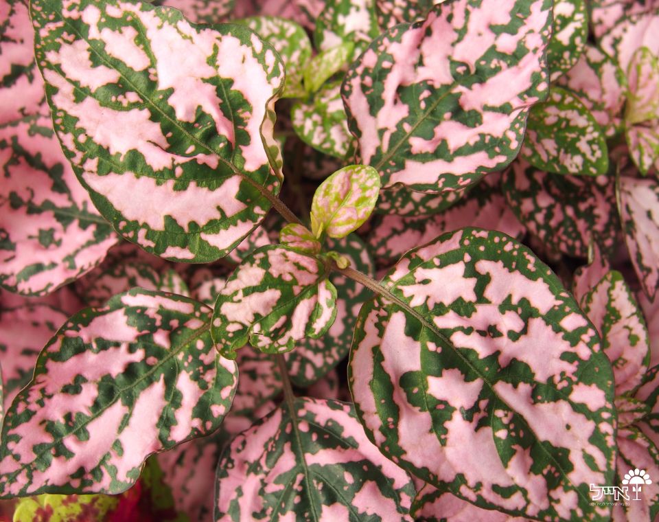 פיתוניה גידית (אלביוניס) ורודה | עציץ בקוטר 12 ס"מ