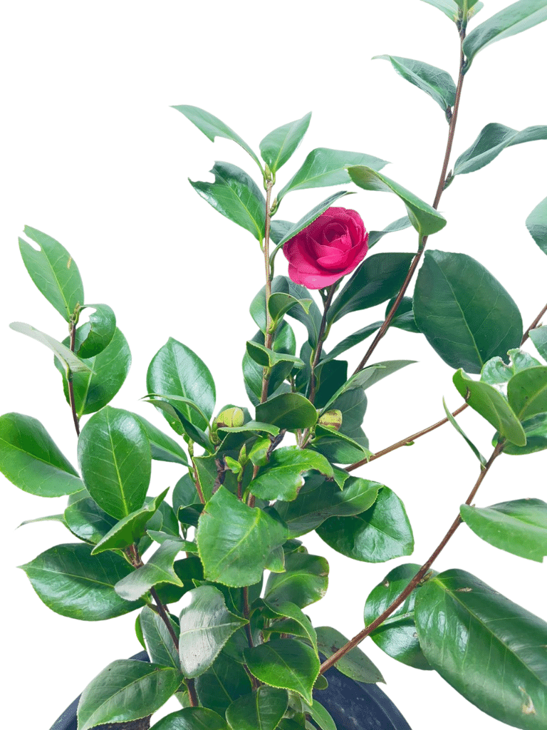 קמליה ורודה | עציץ בנפח 10 ליטר