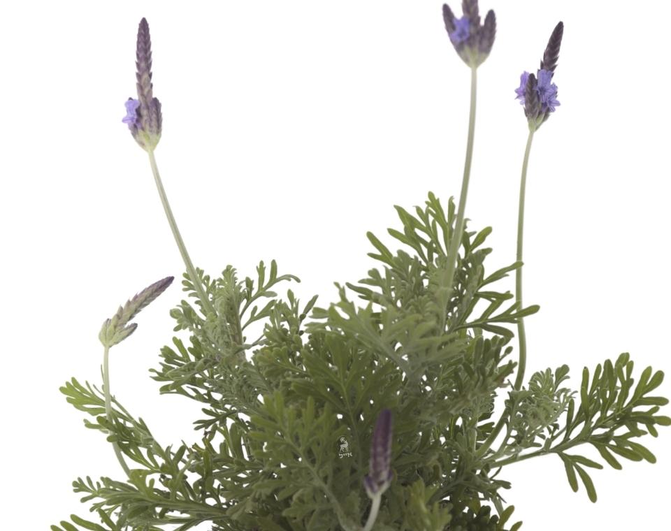 לוונדר מנוצה | עציץ בנפח 4 ליטר