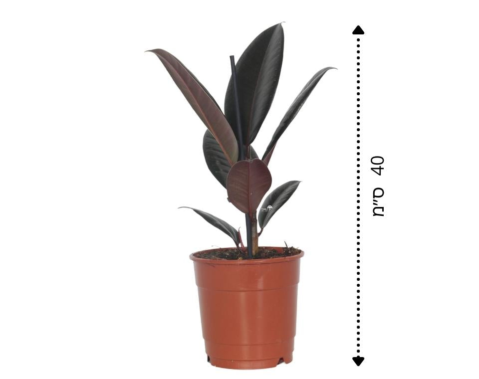 פיקוס גומי שחור | עציץ קוטר 12 ס"מ