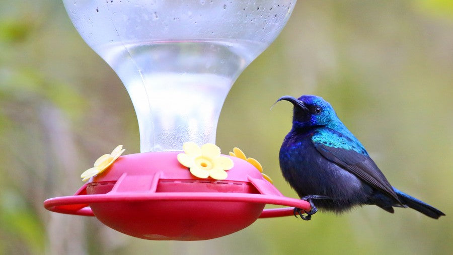 מתקן שתייה והאכלה לציפורים מפלסטיק | דגם טבעת | 19X13 | אדום