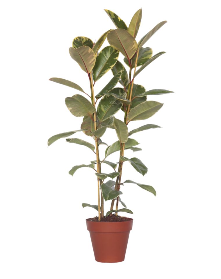 פיקוס גומי מגוון | עציץ בנפח 10 ליטר