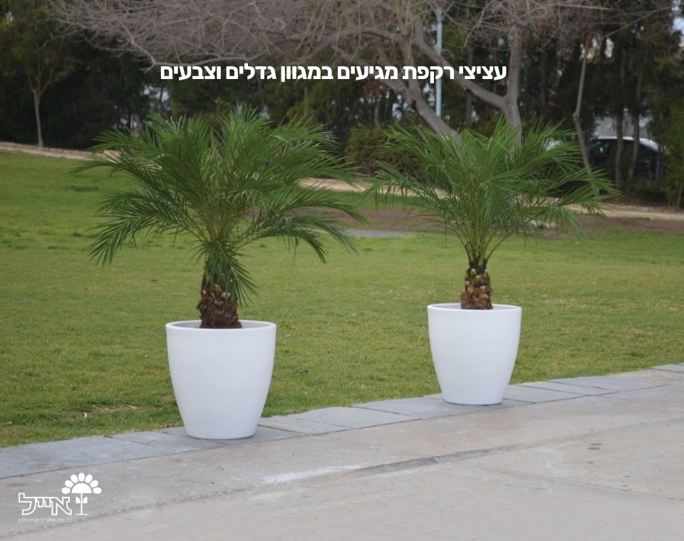 עציץ רקפת | 40X40 | לבן