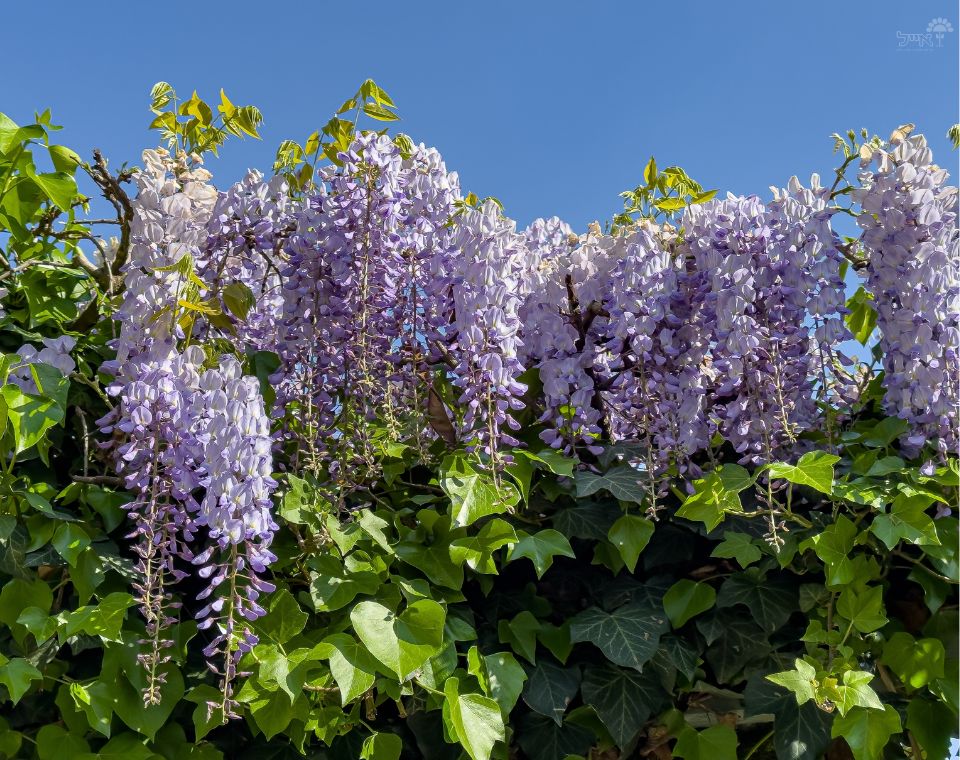 ויסטריה סינית | עציץ בנפח 10 ליטר