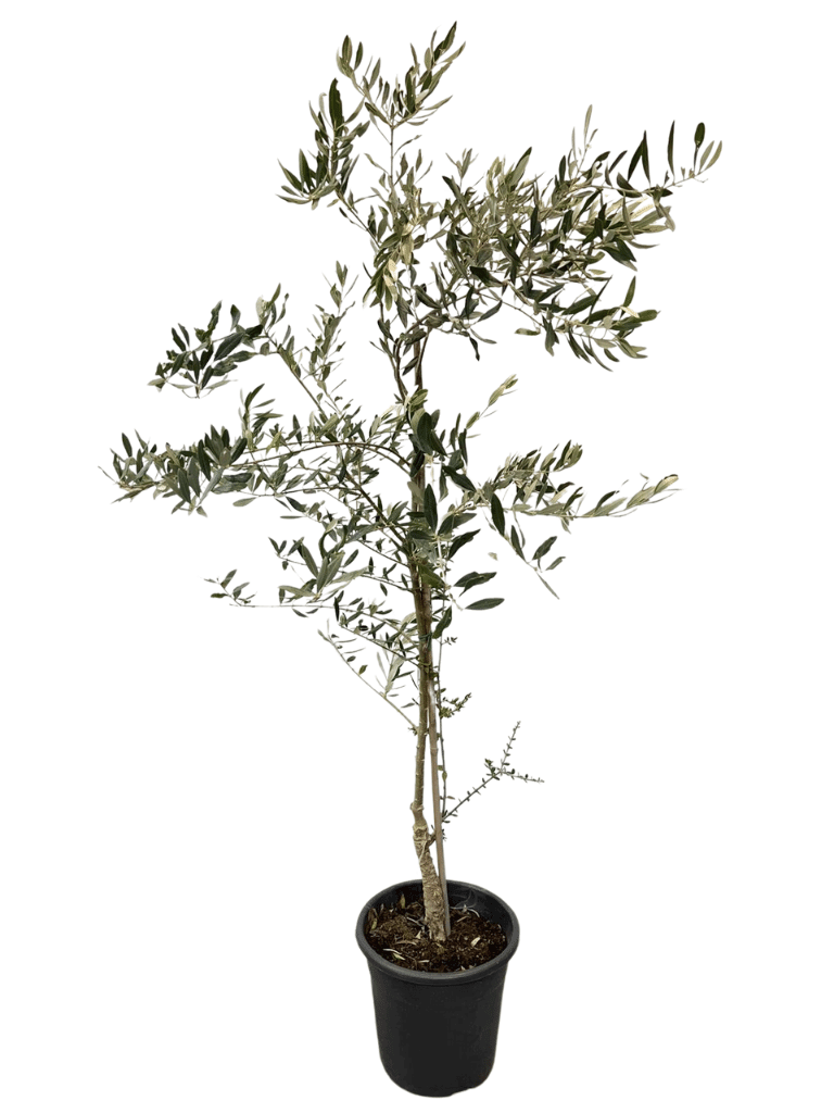 זית סורי | עציץ בנפח 10 ליטר