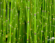 שבטבט | עציץ בנפח 10 ליטר