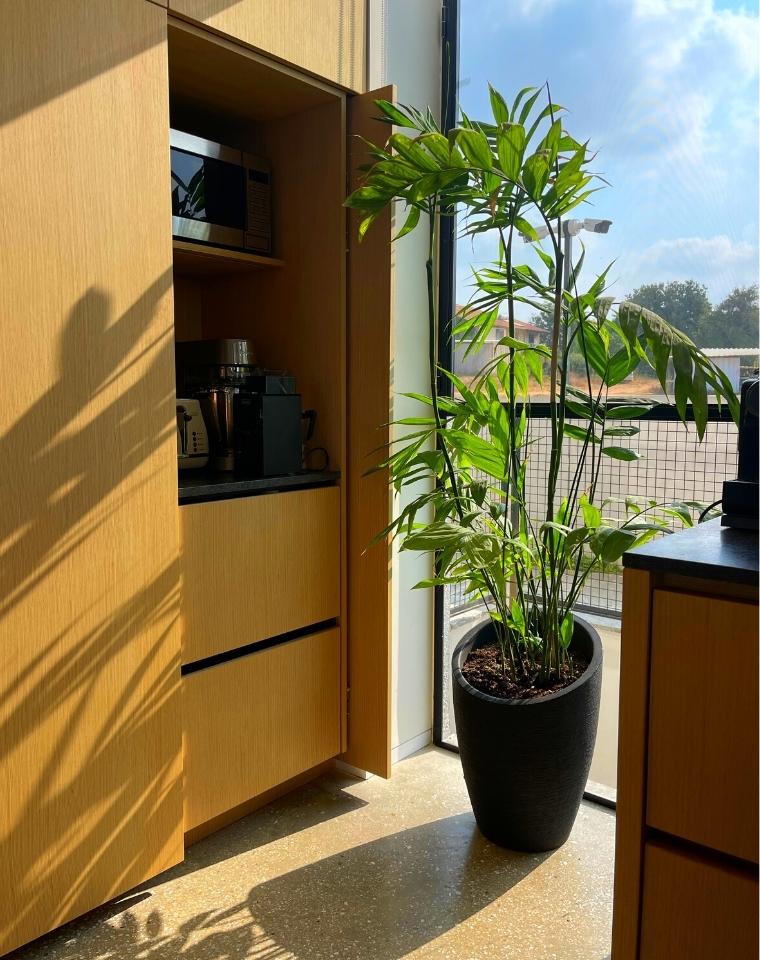 כד קיליאופטרה | 54 ס״מ | צמח דקל חמדוריאה שפריצי