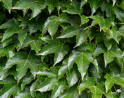 גפנית משולשת | עציץ בנפח 10 ליטר