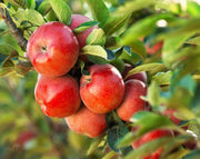 עץ תפוח-ענה | עציץ בנפח 25 ליטר