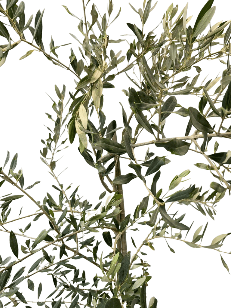 זית סורי | עציץ בנפח 10 ליטר