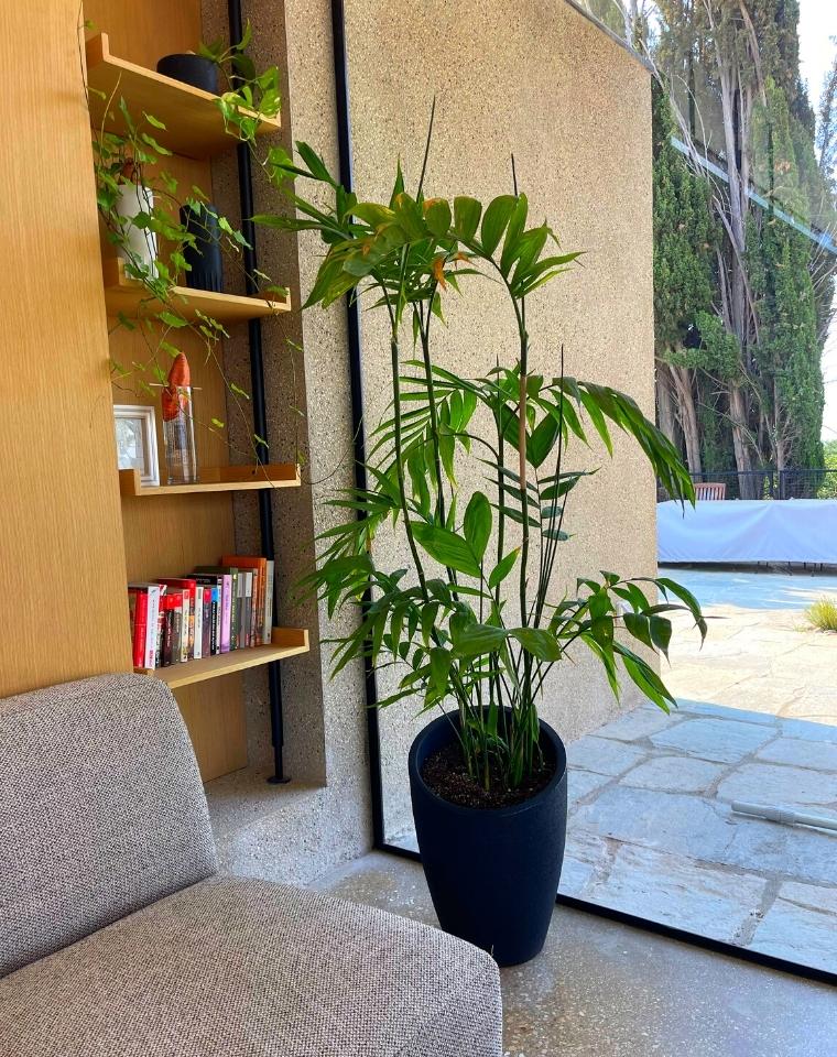 כד קיליאופטרה | 54 ס״מ | צמח דקל חמדוריאה שפריצי