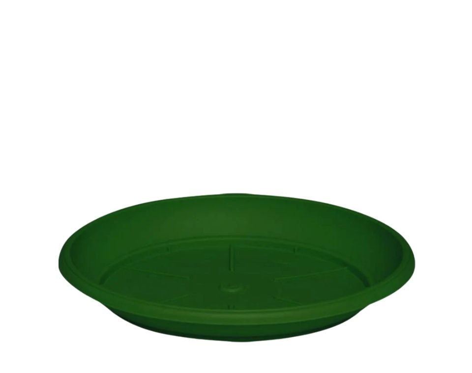 צלחת ערד | תחתית בקוטר 12 ס"מ | גובה 1.8 ס"מ | ירוק כהה